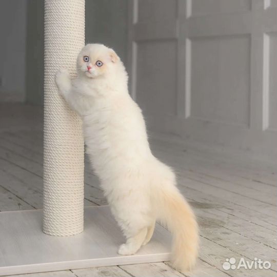 Элитные котята из Питомника