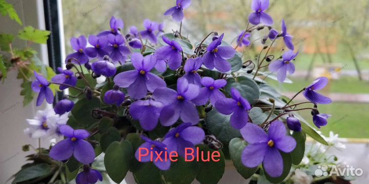 Бегония Дрега, фиалки