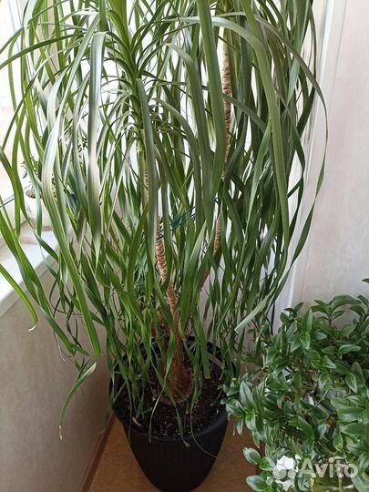 Бокарнея нолина