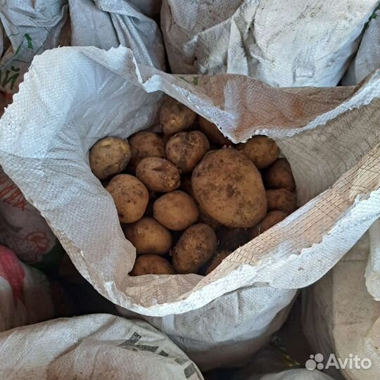 Картофель, сорт Агрия