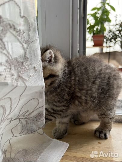 Британский пятнистый котенок