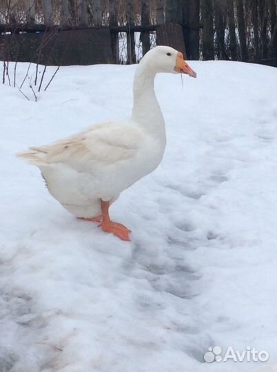 Гуси линда семьями