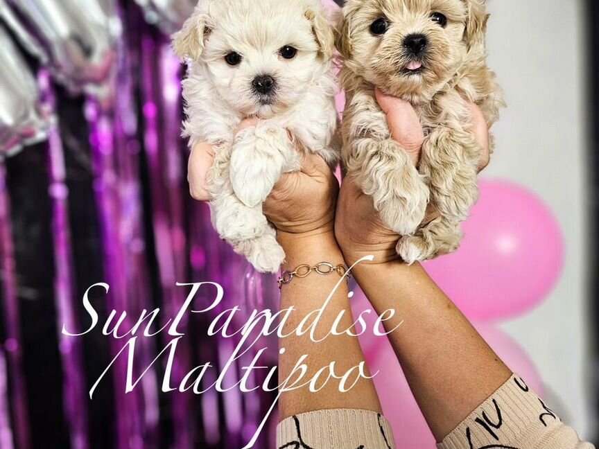 Micro maltipoo f-1 Корея Крови