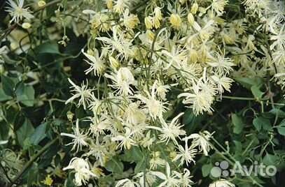 Клематисы видовые (княжики) семена