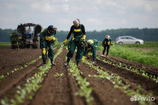 Рабочий на с/х поля (Вахта Ростов)