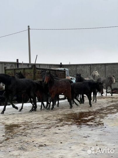 Продам лошадей