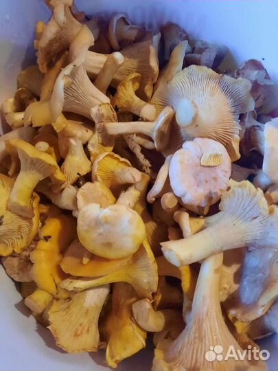 Лисички/Черноплодка/Описание читайте