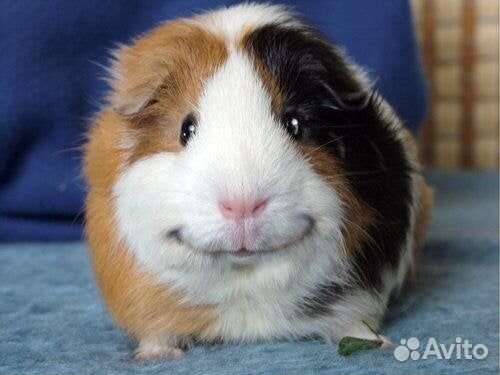 Ратолог специалист по грызунам