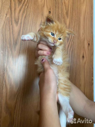 Котята мейн-кун
