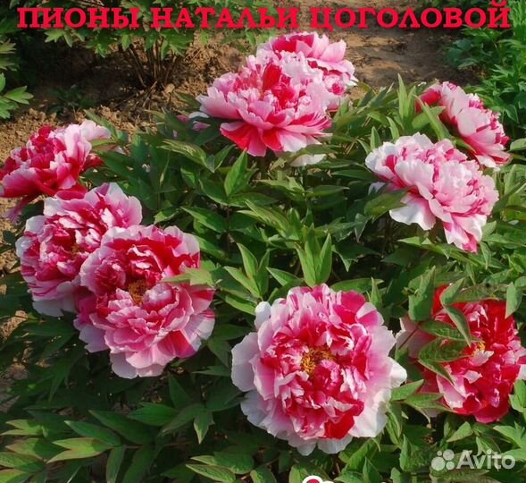 Пионы сортовые гибрид две сестры