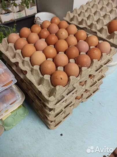 Домашние деревенские куриные яйца / перепелиные