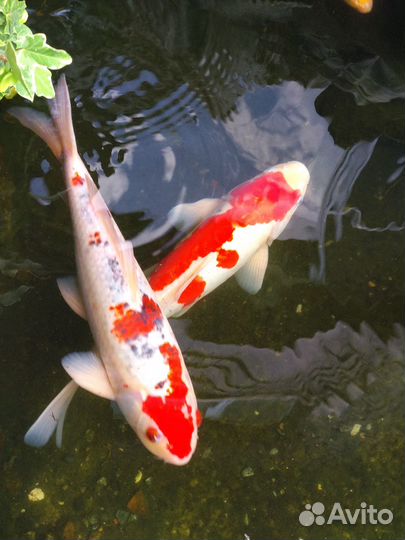 Кои, золотые рыбки опт/розница