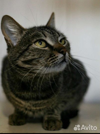 Красотка Николь (из приюта)