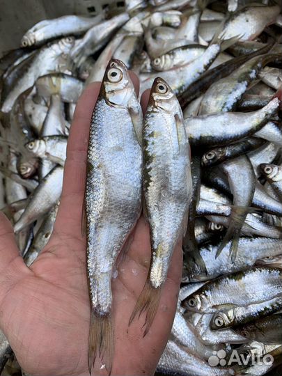 Уклейка свежая