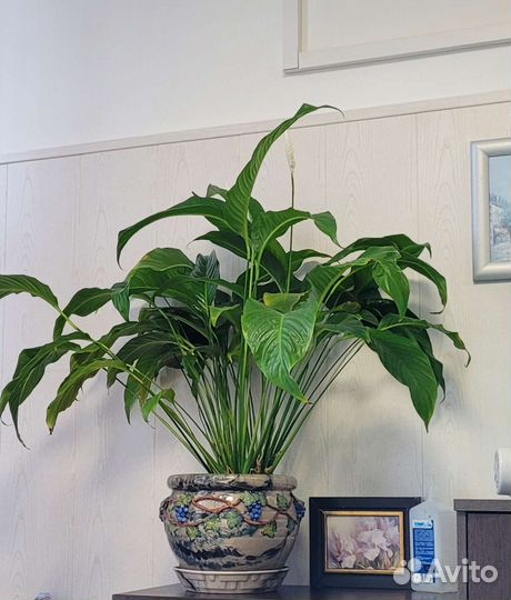 Спацифиллум 90 см