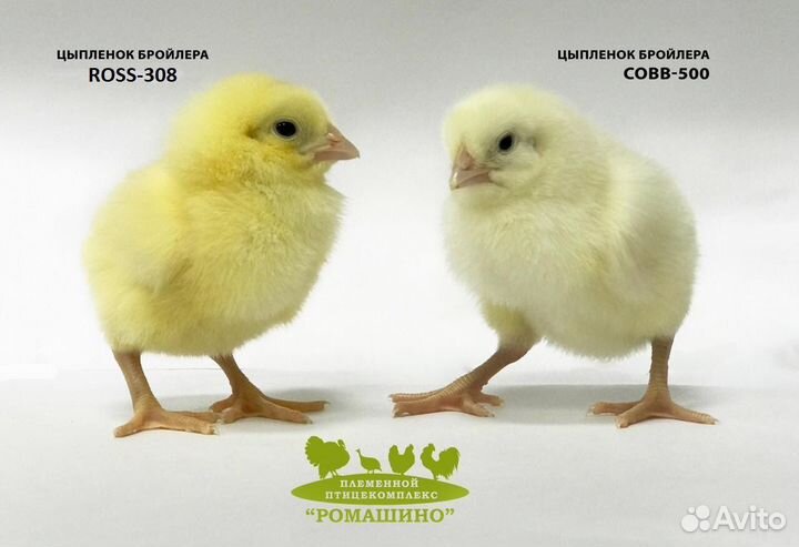Цыплята бройлера (импорт) в наличии