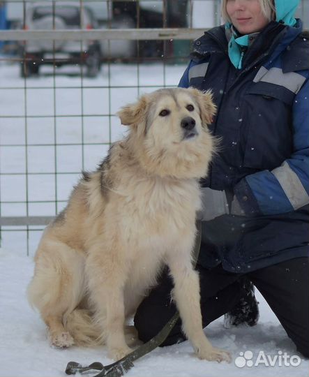 Собака в добрые руки