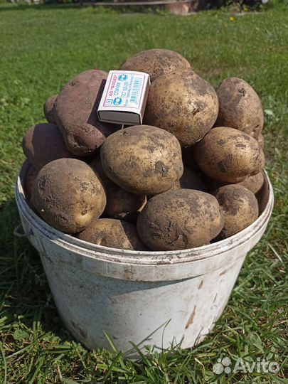 Продам картофель