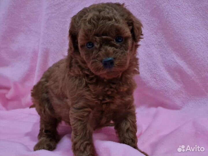 Мальчики и девочки Красный и абрикос