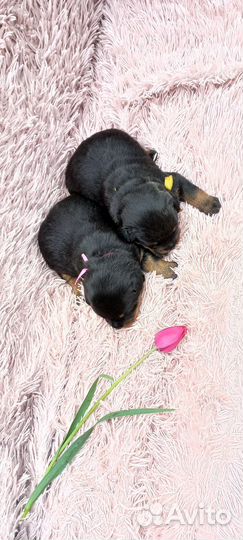 Щенки ротвейлера