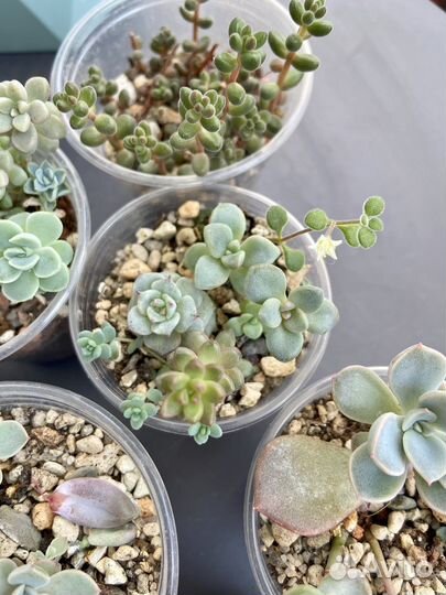 Суккленты, микс