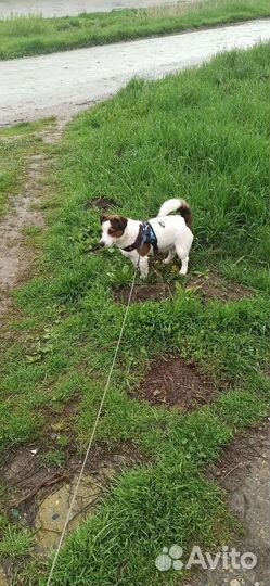 Случка собак