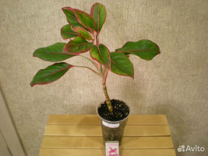 Комнатные растения цветы