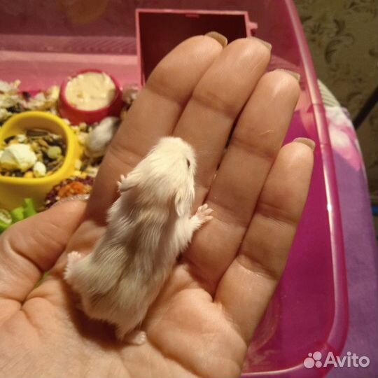 Хомячки джунгарики