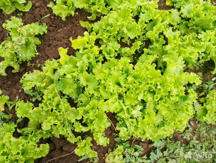 Салат зелень