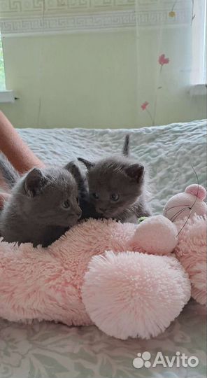 Котята британец метисы