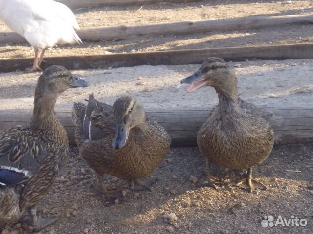 Подсадные утки Тульские