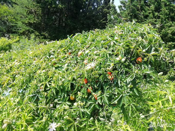 Маракуя Пассифлора