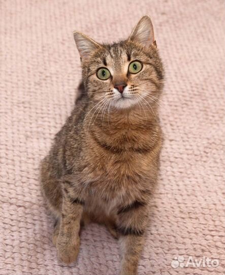 Кошка в добрые руки