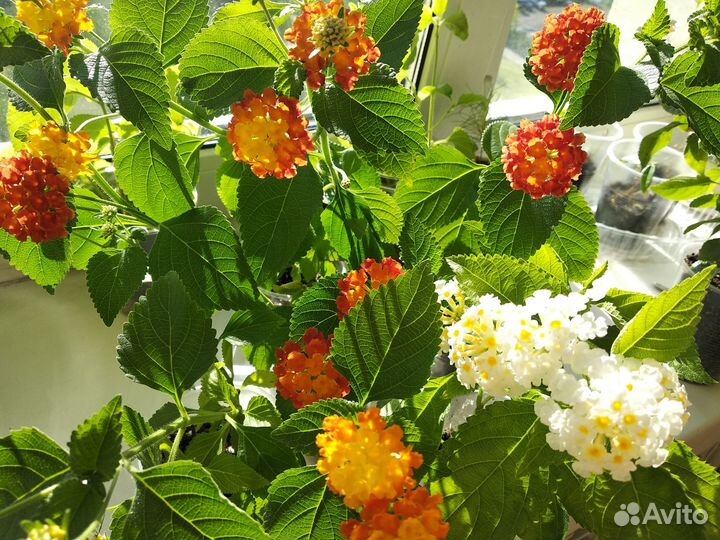 Продам растения Лантана