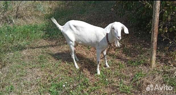 Коза дойная