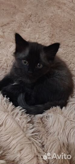 Отдам котика