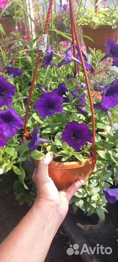 Цветы в горшках уличные