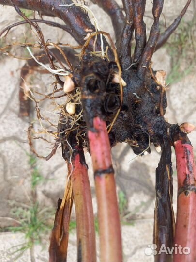 Корень пиона