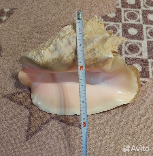 Морские ракушки раковины