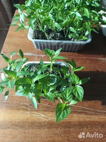 Перец болгарский сладкий