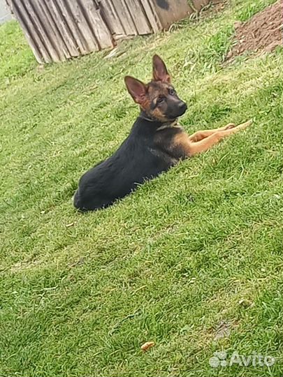 Немецкая овчарка