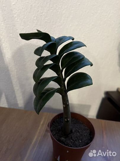 Замиокулькас черный равен, зензи