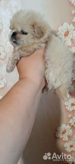 Щенок пекинеса