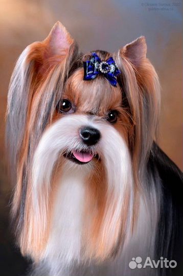 Бивер вязка