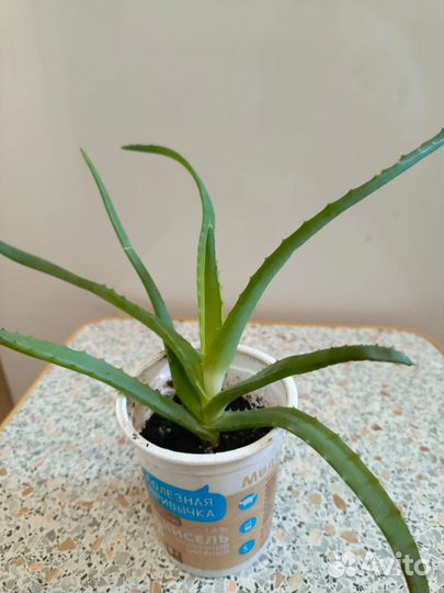 Алоэ лечебный