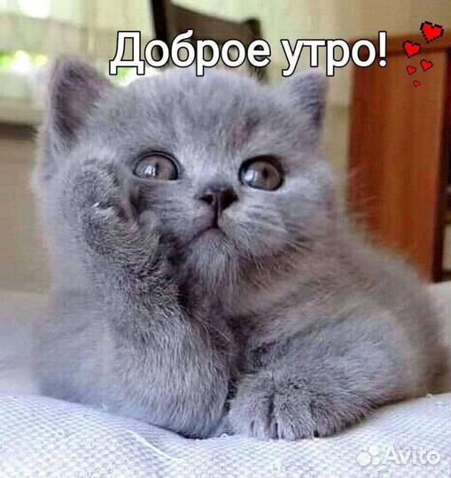 Передержка кошек