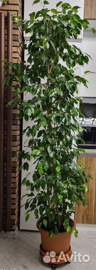 Фикус бенджамина большой