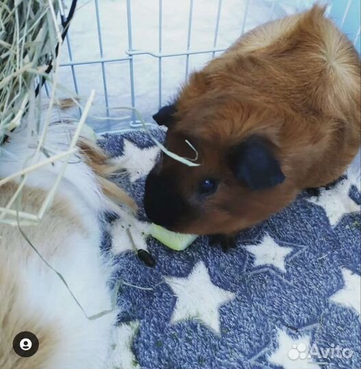 Передержка морских свинок