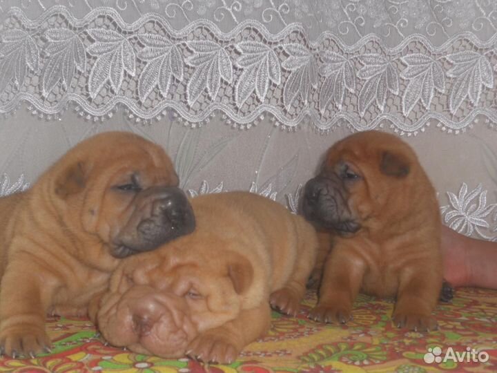 Шарпейчики