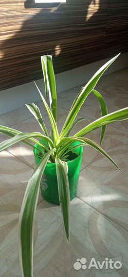 Хлорофитум